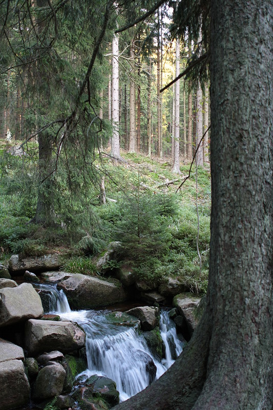 Blick am frhen Abend des 21.09.2011 im Tal der groen Bode bei Braunlage zu den Oberen Wasserfllen der Groen Bode und dem Urwald im Nationalpark.