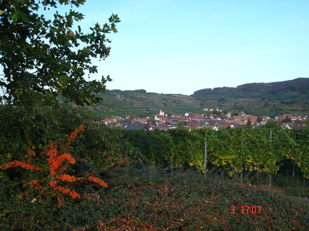 Blick auf Bischoffingen,
bekannter Weinort am Kaiserstuhl,
Okt.2004