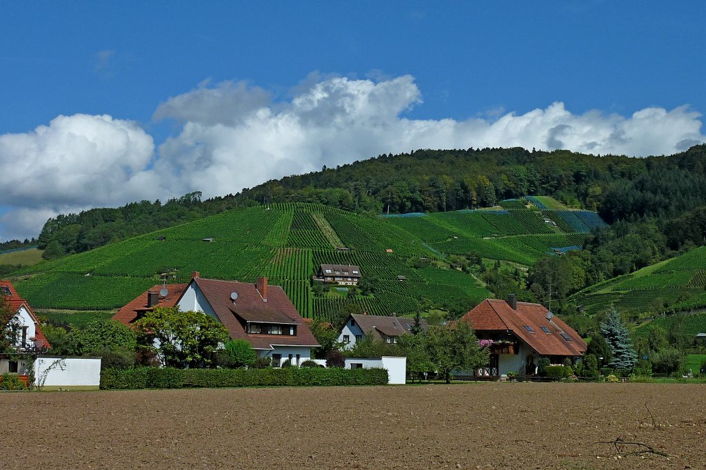 Blick auf die Weinberge im Glottertal im Schwarzwald, Aug.2011