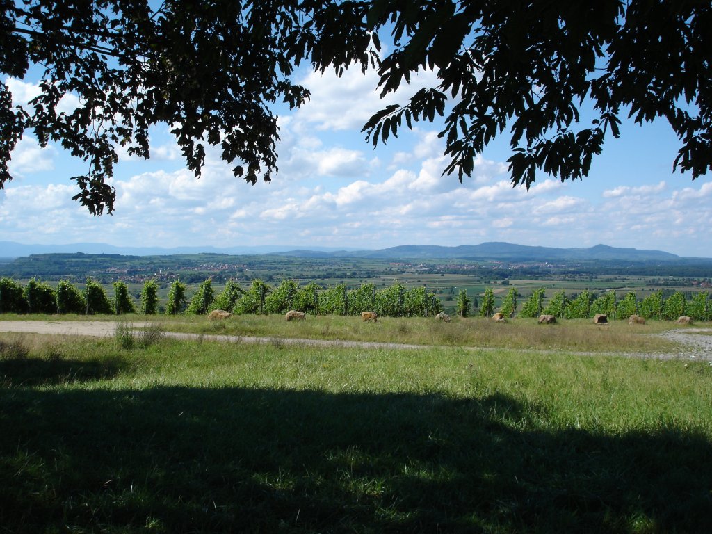 Blick vom Batzenberg bei Freiburg
in die Rheinebene,im Hintergrund der Kaiserstuhl,
2008