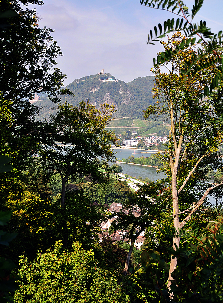 Blick durch die Bume beim Rolandsbogen (Rheinland-Pfalz) ber den Rhein auf den Drachenfels (NRW) - 17.09.2012