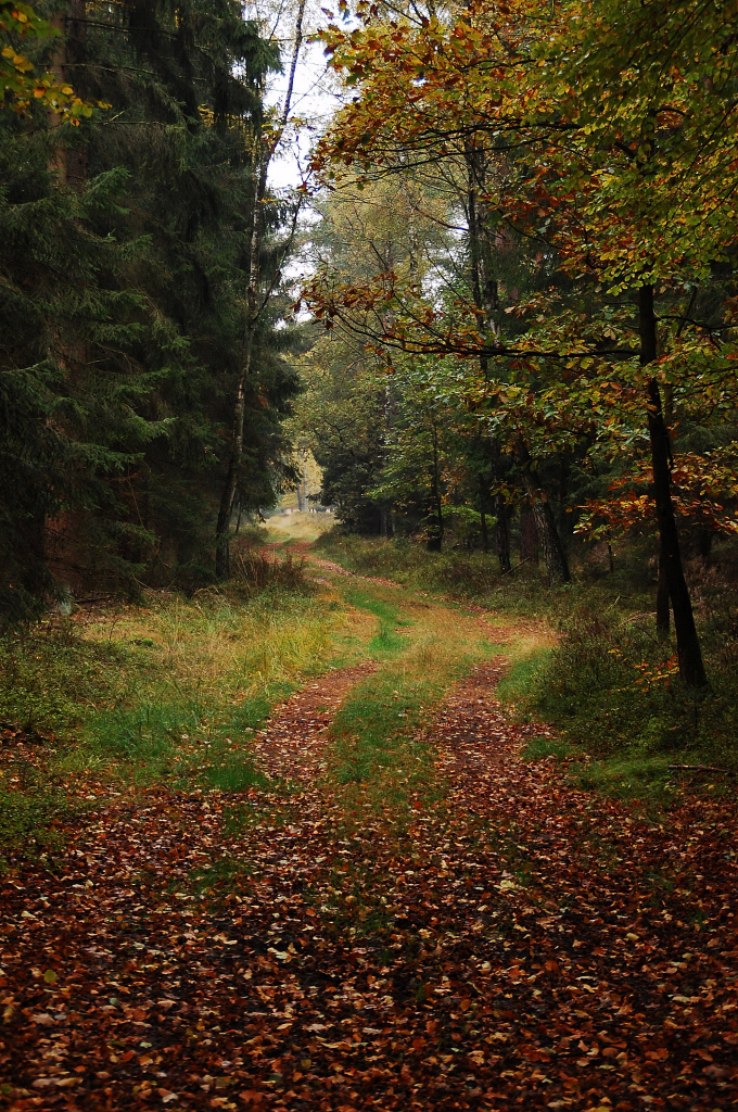 Blick in einen Nebenweg vom Friedwald bei Volkwardingen unweit vom Totengrund in der Lneburger Heide am 26.10.2011