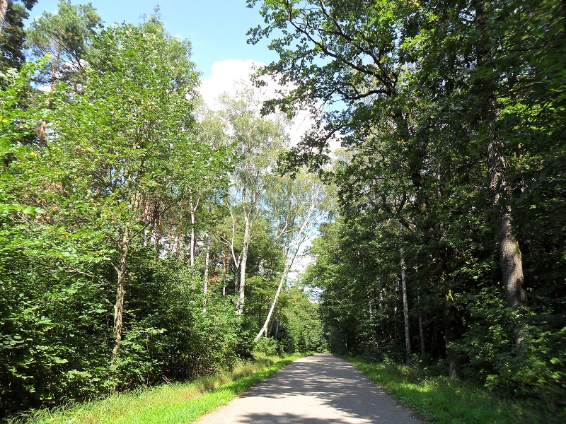 Blick entlang dem  Hauptweg  durch die Heide, dem größten Waldgebiet in Halle (Saale). (12.08.2012)