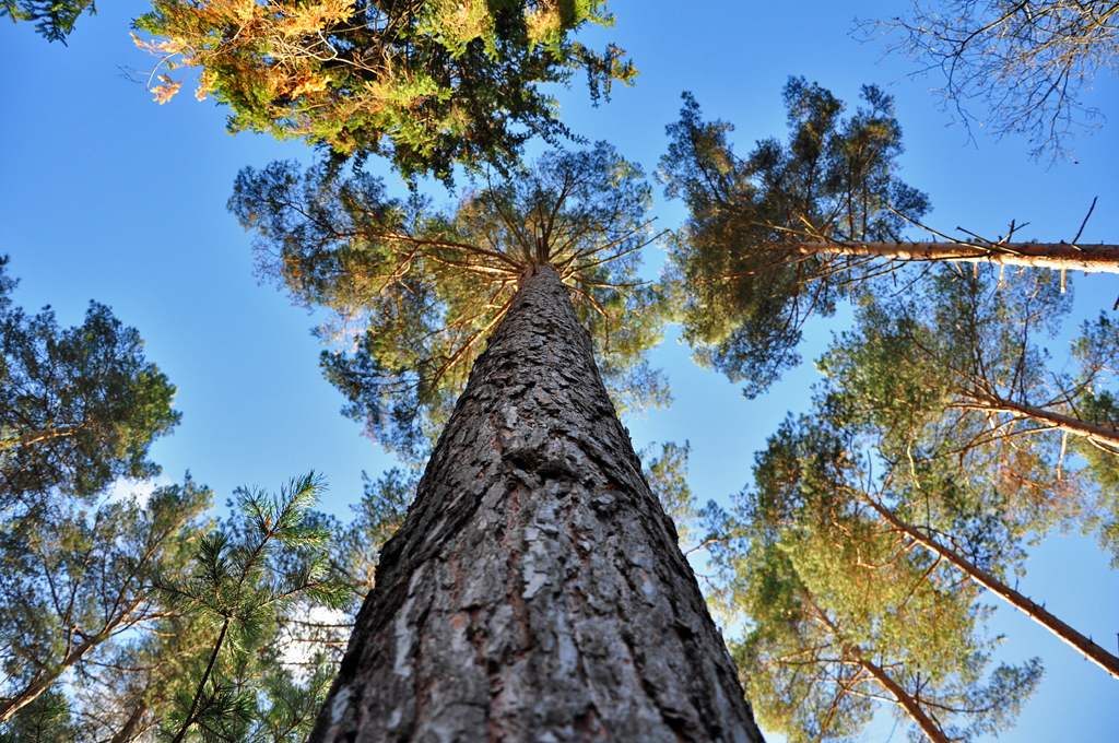 Blick entlang des Stammes in die Baumkrone, im Wald bei Eu-Billig - 25.11.2012