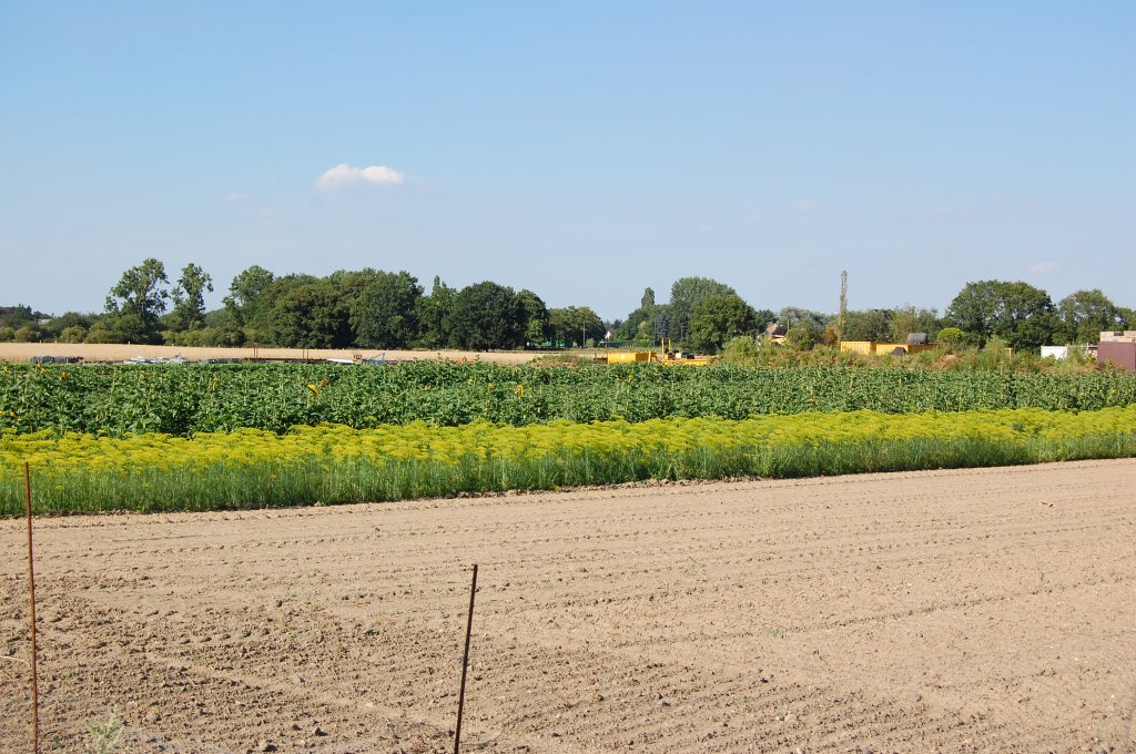 Blick in Richtung Bsinghoven, im Vordergrund sieht man Rabatten mit Dill und Sonnenblumen. Sonntag 18.7.2010