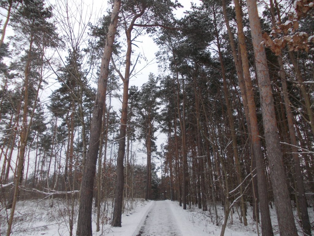 Blick in Richtung Weinberg Bad Belzig (Weg vom LIDL-Supermarkt)12.03.13