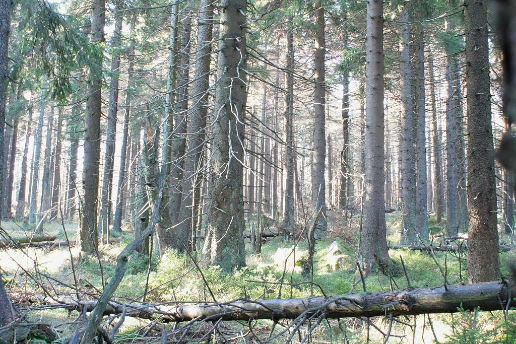 Blick vom  Urwaldsteig  am 24.09.2011 in den Brockenwald mit z.T. mehrere Jahrhunderte alten Bumen