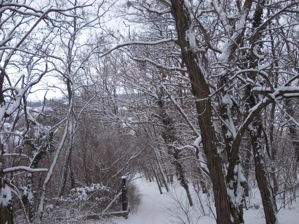 Blick vom Weinberg in Richtung Strae Am Weinberg in Bad Belzig am 12.03.13