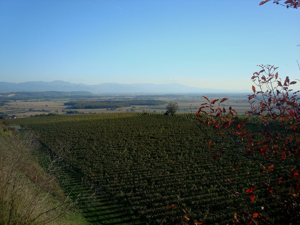 Blick vom Winklerberg, der Sd-West-Ecke des Kaiserstuhls in die Rheinebene und zum Schwarzwald, Okt.2010