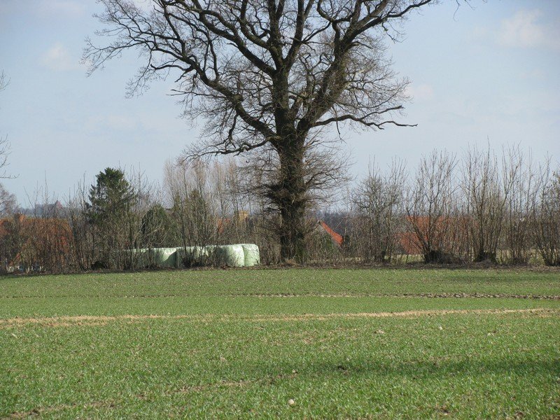 Blick zum Ort Wohlenberg an der Strae Christinenfeld - Wohlenberg, 23.03.2010