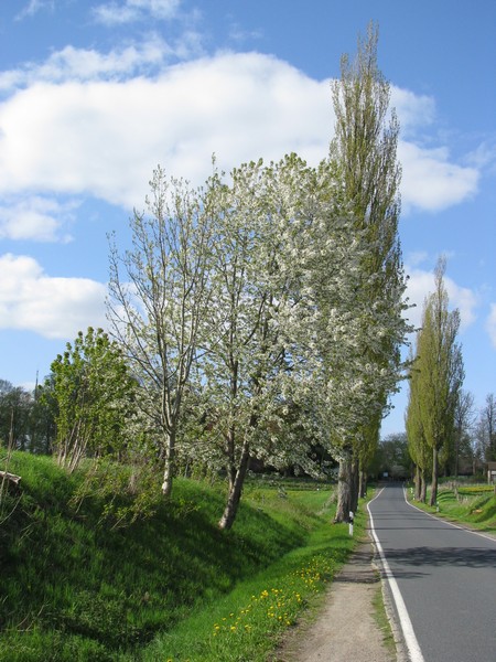 blhende Birke an der L 012 bei Gressow (NWM) 04.05.2010