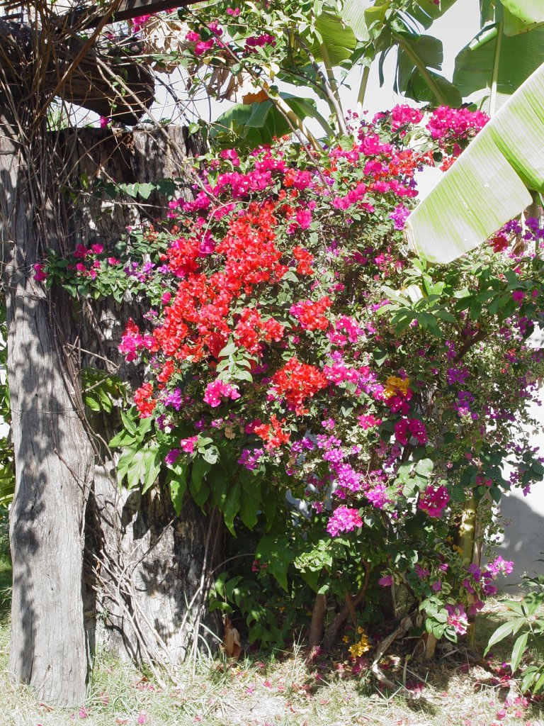 Blhende Bougainvillea in meinem Garten am 26.01.2011