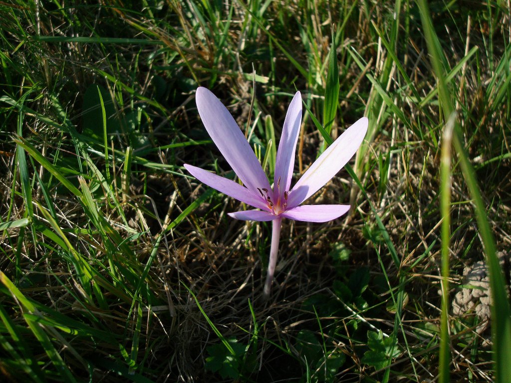 Blhende Herbstzeitlose auf den Wiesen in der Rheinebene, die aus Westasien stammende Pflanze hat sich bereits von Russland bis England ausgebreitet, ein schner Farbtupfer in den Herbstwiesen aber sehr giftig fr Mensch und Tier, Okt.2010