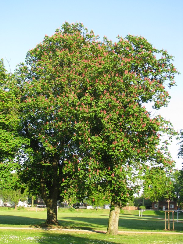 blhende Kastanienbaum in der Brgerwiese von Grevesmhlen 07.05.2011