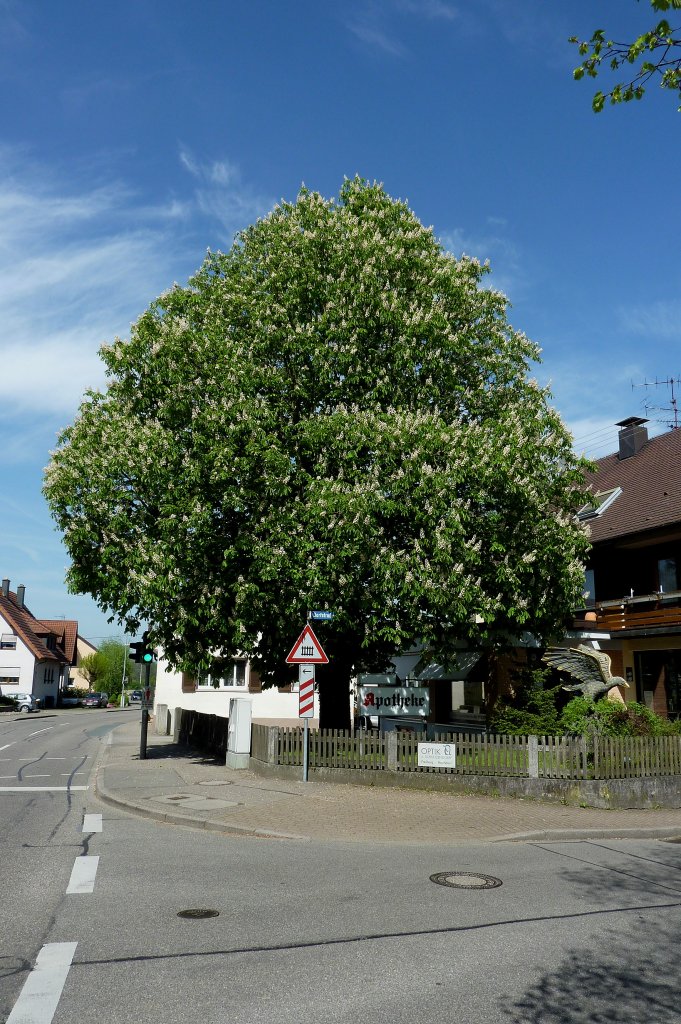 blhende Rokastanie, aufgenommen am 28.April 2012 in der Nhe von Freiburg, 