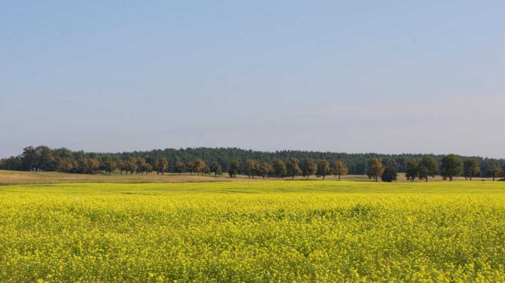 Blhende Senffelder im September. Aufgenommen 22.09.12