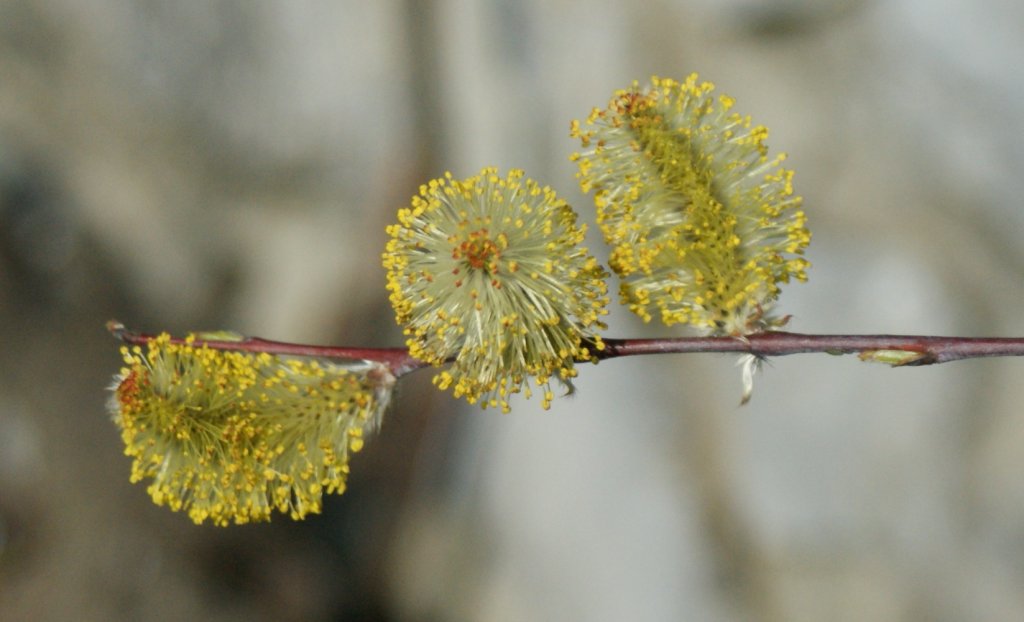 Blhende Weidektzchen, der Frhling hlt Einzug.
(23.03.2010) 