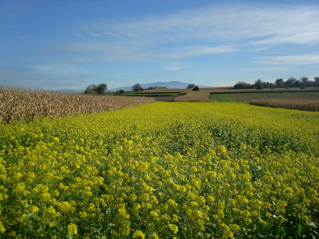 Blhender Ackersenf in der Rheinebene, wird spter untergepflgt als Grndnger, im Hintergrund der Schwarzwald, aufgenommen am 2.November 2010