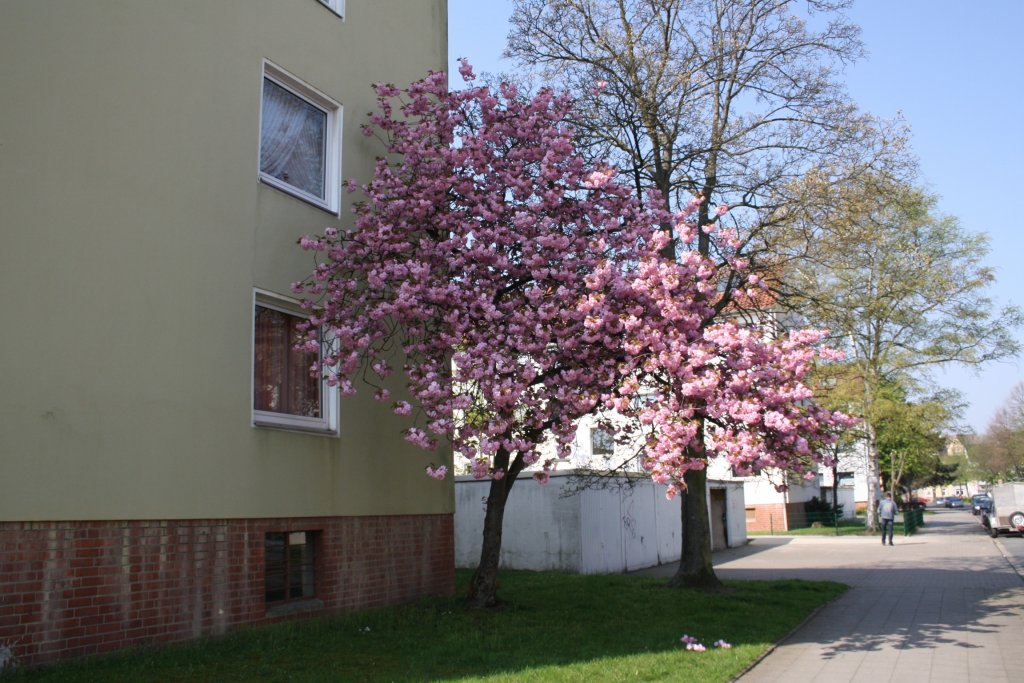Blhender Baum in Lehrte am 20.04.2011.