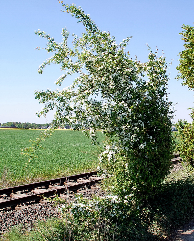 Blhender Busch im Selfkant am Ostermontag. 25.4.2011