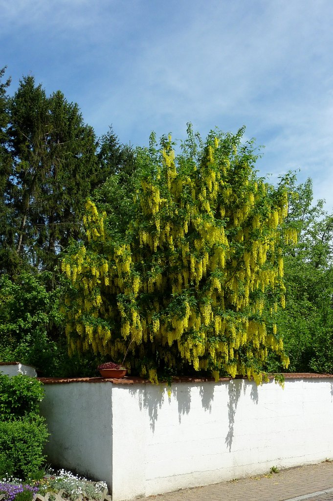 blühender Goldregen, leider sehr giftig, 2012 zu Giftpflanze des Jahres gewählt, Mai 2012