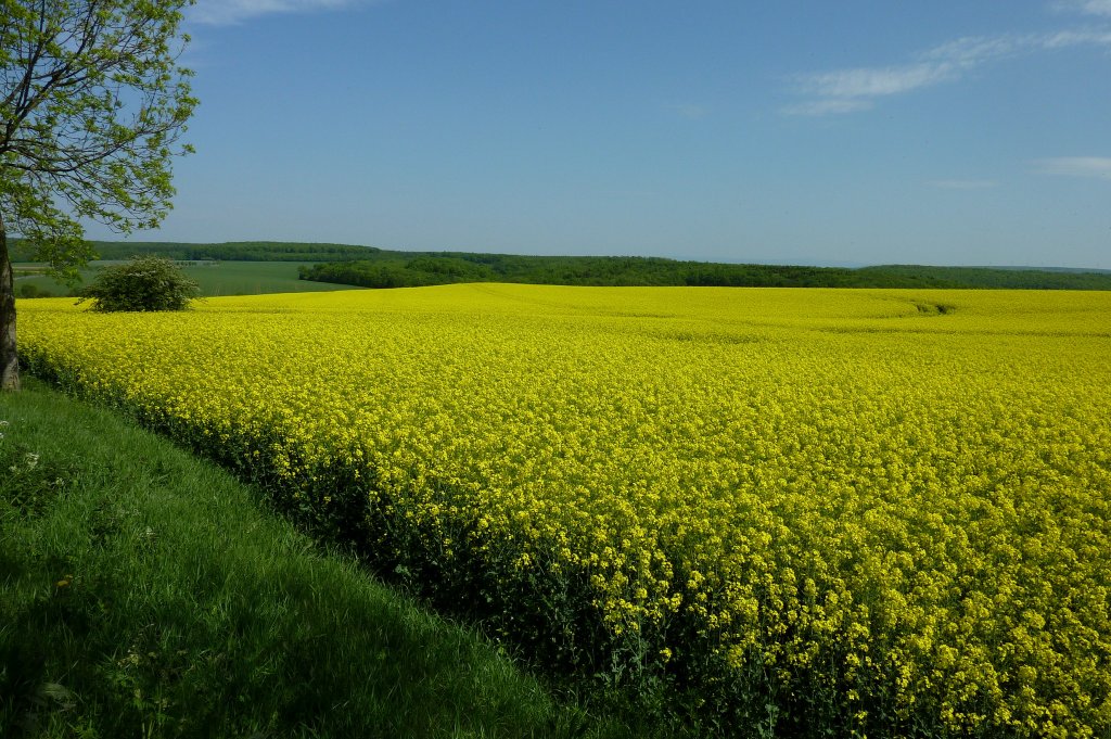 blhender Raps im Eichsfeld, Mai 2012