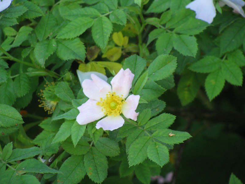 Blte einer Heckenrose in Sievershagen, Rambeeler Weg, Sievershagen 05.06.2008