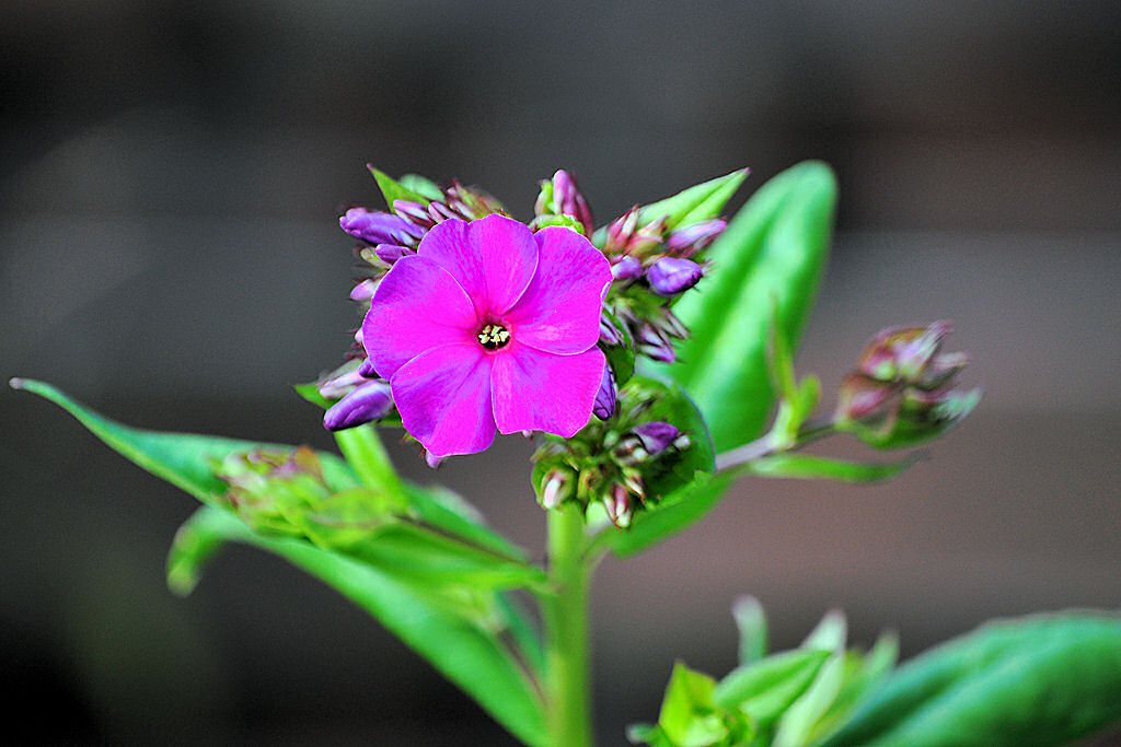 Blte im heimischen Garten - 06.07.2010