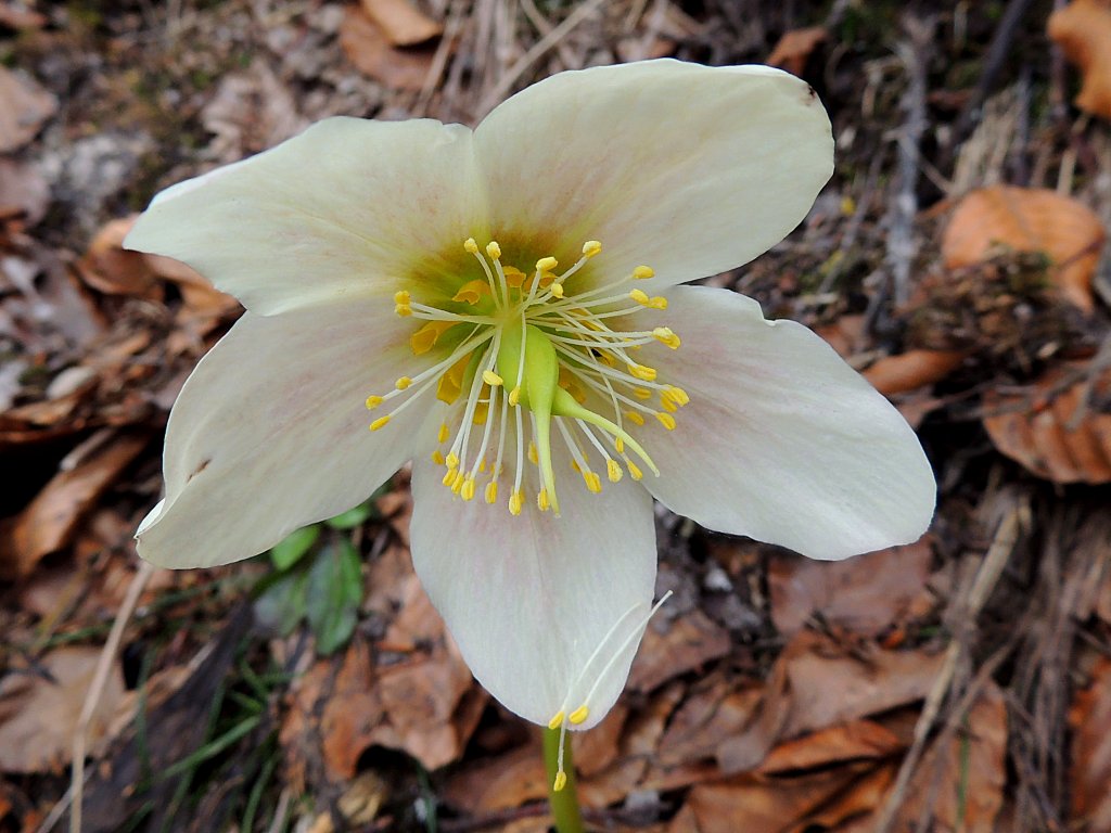 Blte wartet im Nationalpark Plitvicer Seen auf Biene&Co; 130421