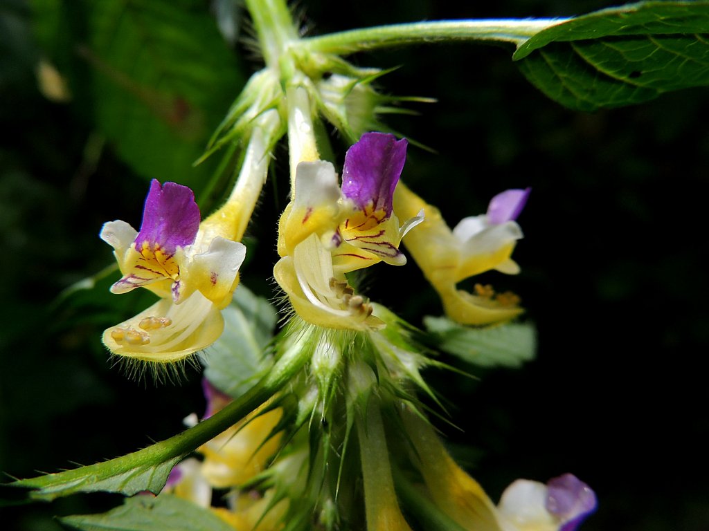 Blten des Bunten Hohlzahn (Galeopsis speciosa);120713