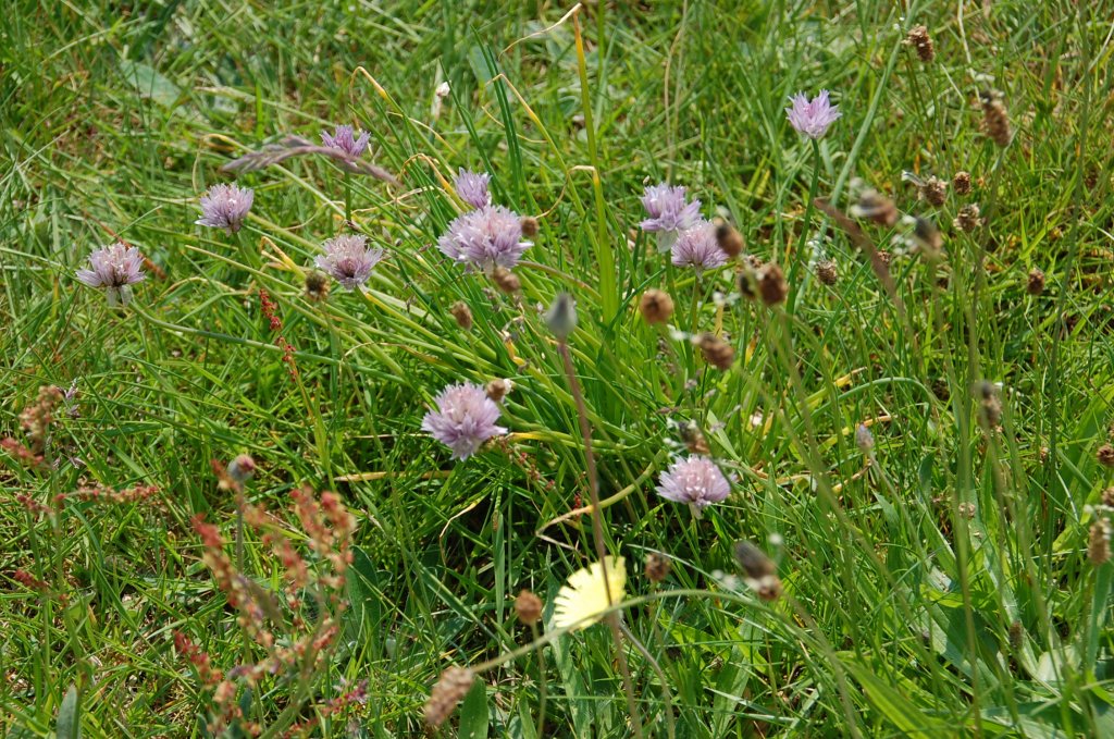 Blumen auf der Wiese vorm Ferienhaus in Houstrup. 12.6.2011