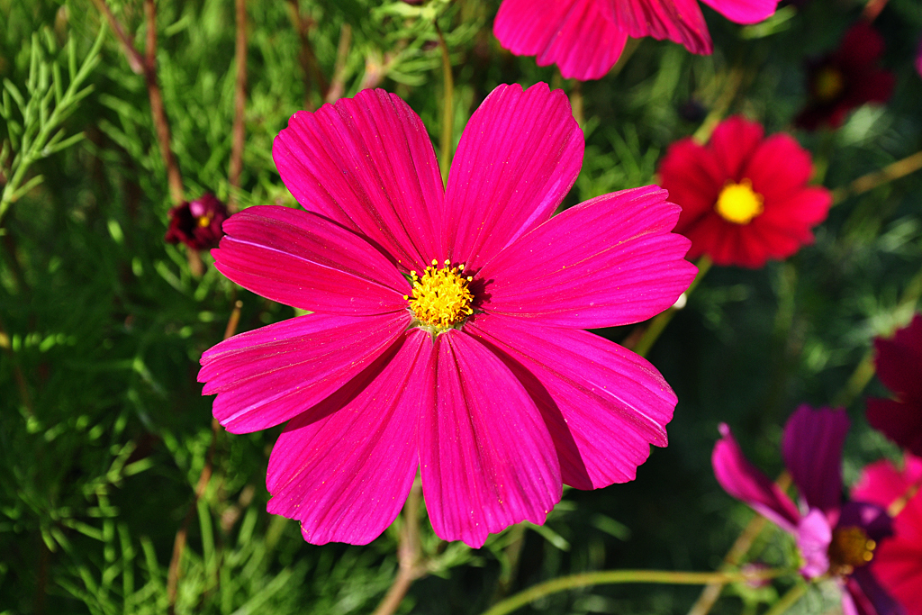 Blumenblte auf der Buga 2011 Koblenz - 29.09.2011