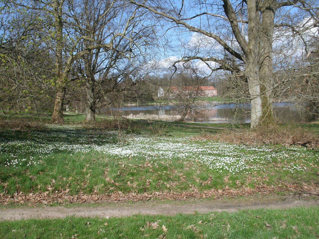 Blumenmeer am Schwanenteich im Putbuser Park am 28.April 2013.