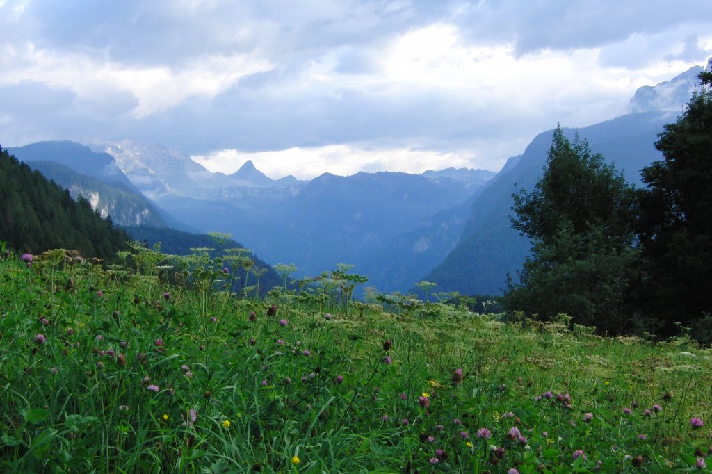 Blumenwiese im Berchtesgadener Land, Schnau a. Knigssee  14.8.2010