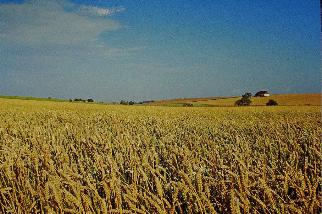 Bornholm, Weizenfelder im Aug.1985, Scan vom Dia, Feb.2011