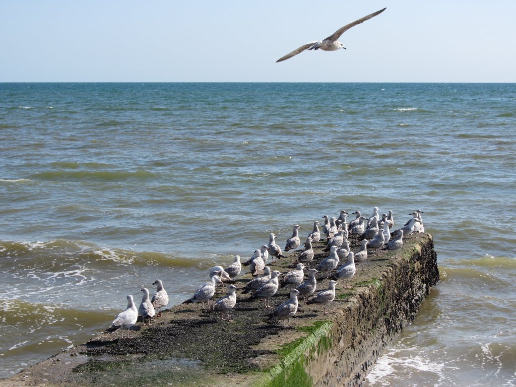 Brighton Strand: Mwen auf einer Art Seebrcke, 16.4.2012