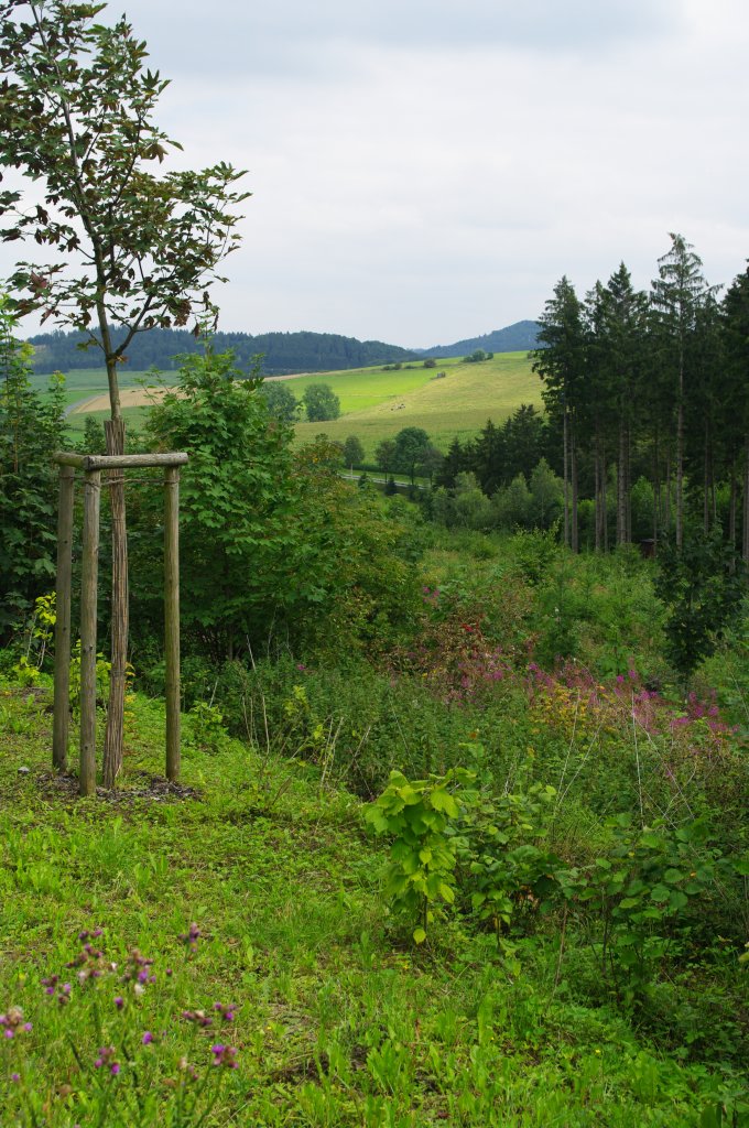 Briloner Hhen im Hochsauerland bei Madfeld (01.08.2011)