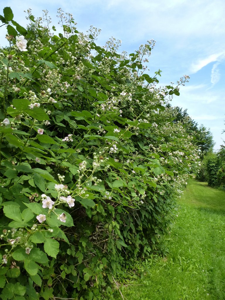 Brombeerhecke in voller Blte, Juni 2013