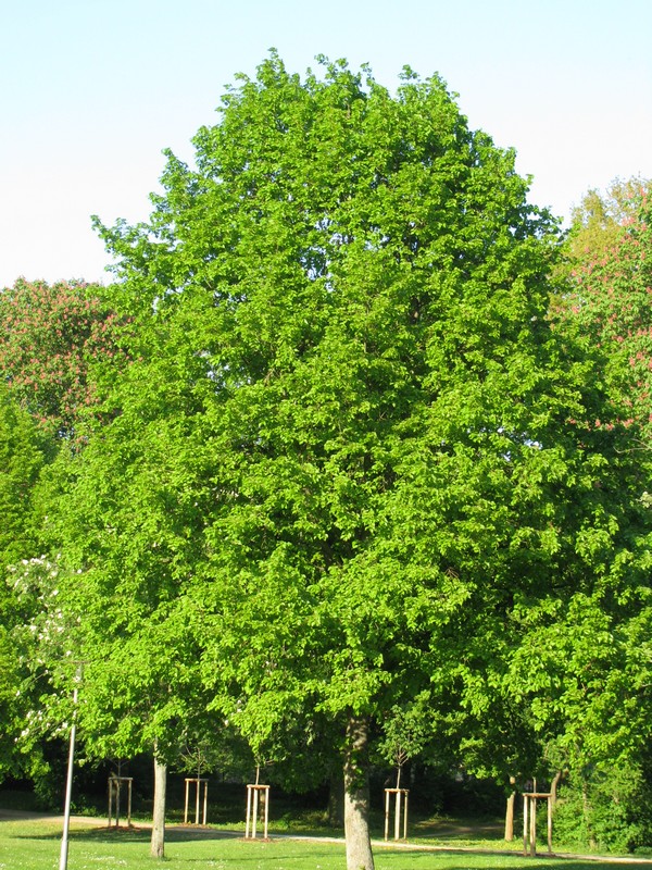 Buche in der Brgerwiese zu Grevesmhlen 07.05.2011