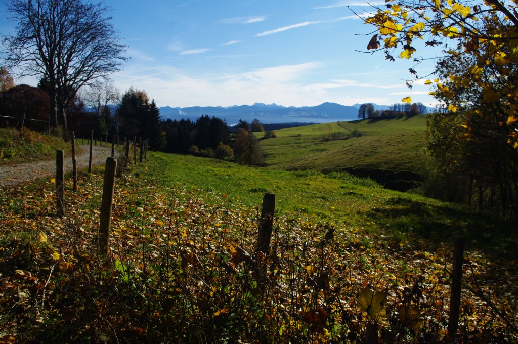 Buchenberger Wald bei Eschach, Kreis Oberallgu (03.11.2011)