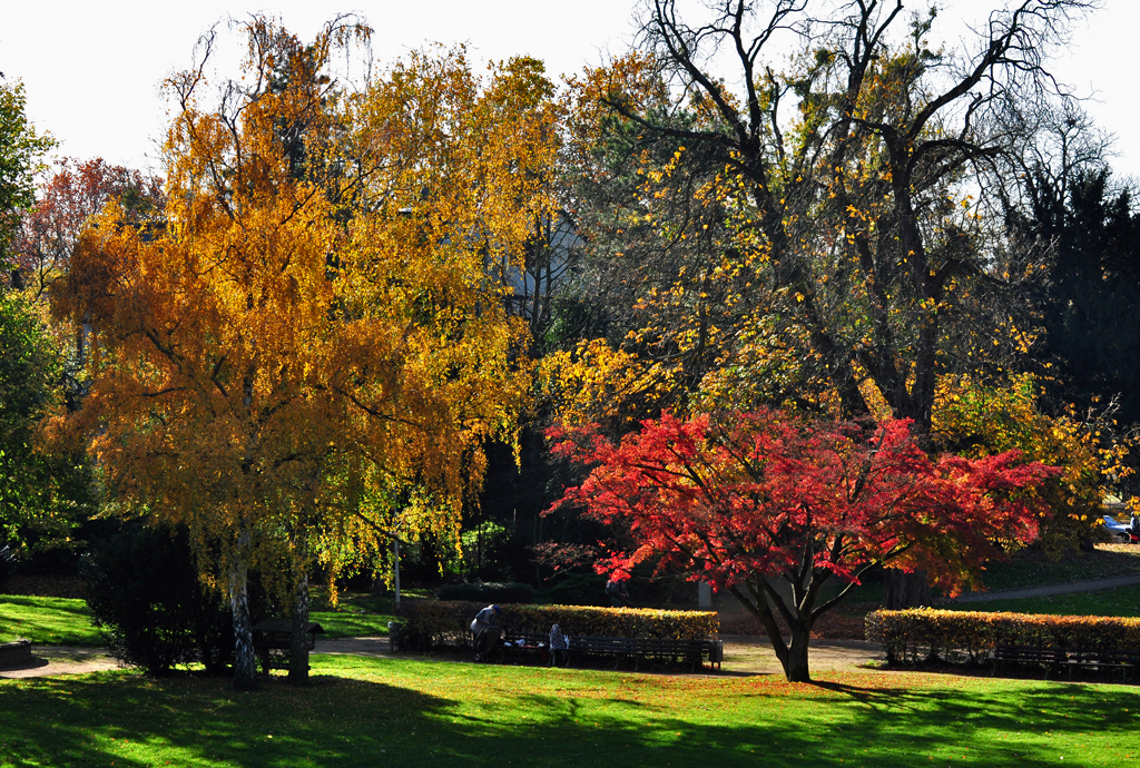 Bunte Herbstbume im Park bei der Uni in Bonn - 04.11.2011