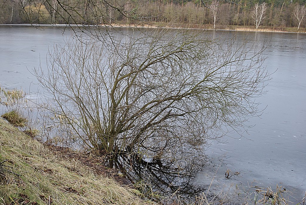 Busch ragt aus dem Blauen See in Lehrte, am 16.01.2011.