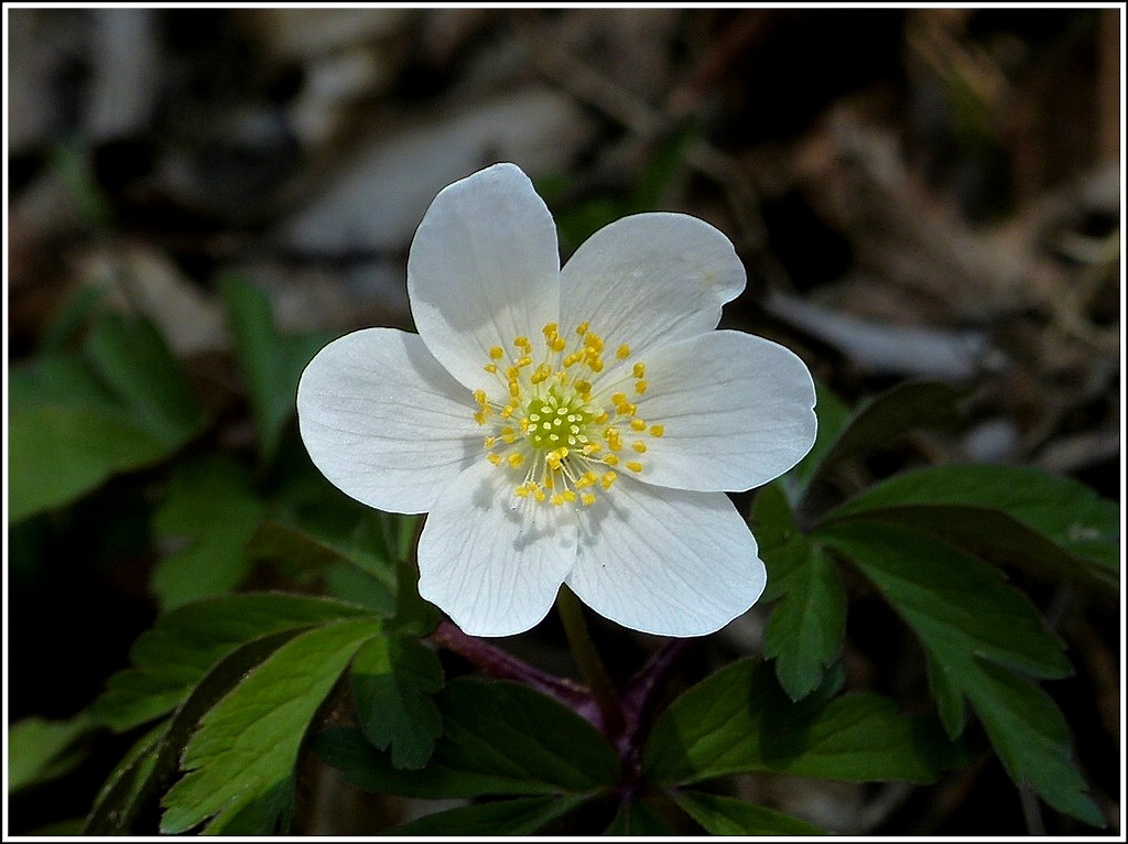 Buschwindrschen (Anemone nemorosa). 03.04.2012 (Jeanny)