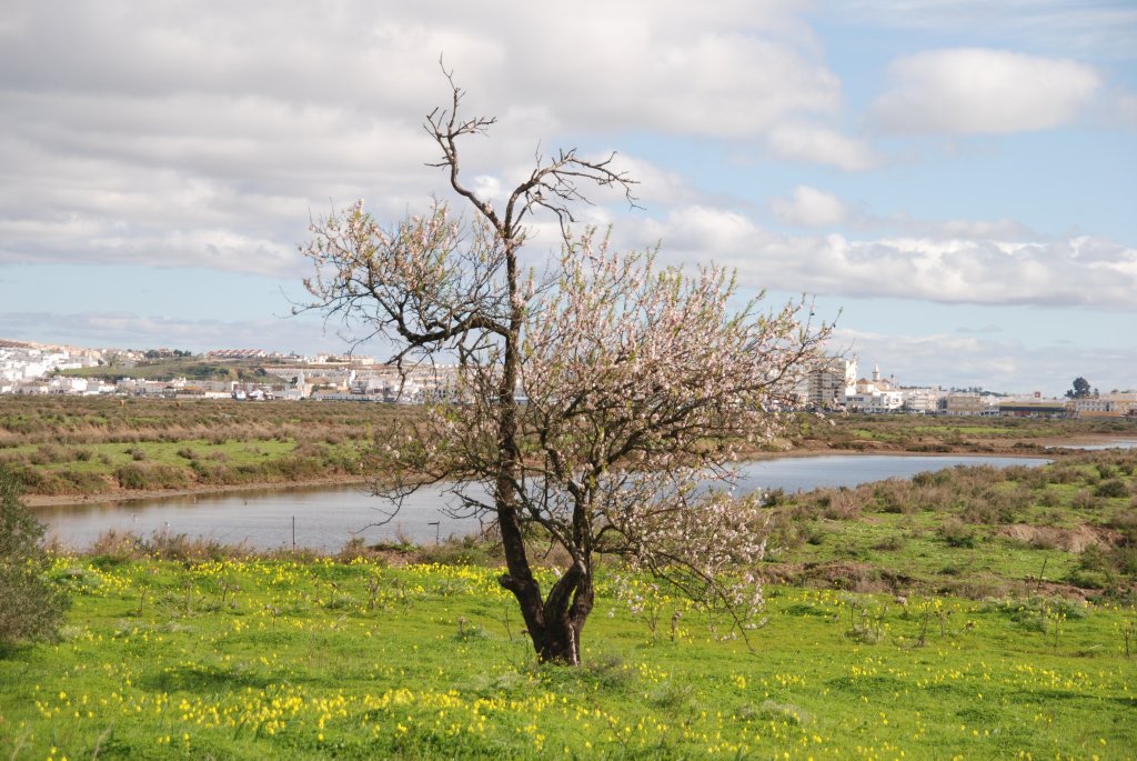 CASTRO MARIM, 11.02.2010, Mandelbaum in der Salinenlandschaft; im Hintergrund die spanische Stadt Ayamonte)