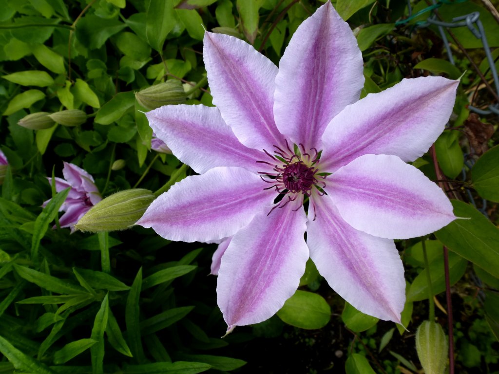 Clematis oder Waldrebe, die Strauch-und Kletterpflanze ist in vielen Farben und Formen bei uns anzutreffen, Mai 2013