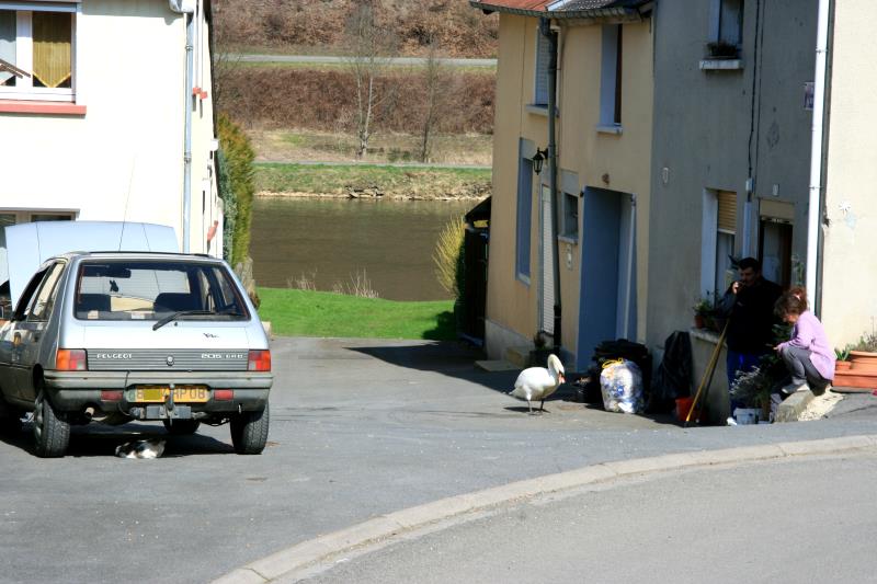 ...danach wurde er von der Bewohnern gefttert. Mir bot sich so ein Schnappschu von einer etwas anderen Fluidylle in den Ardennen. Beachtenswert ist die Katze, die sich das Schauspiel aus sicherer Position anschaut; 24.03.2012