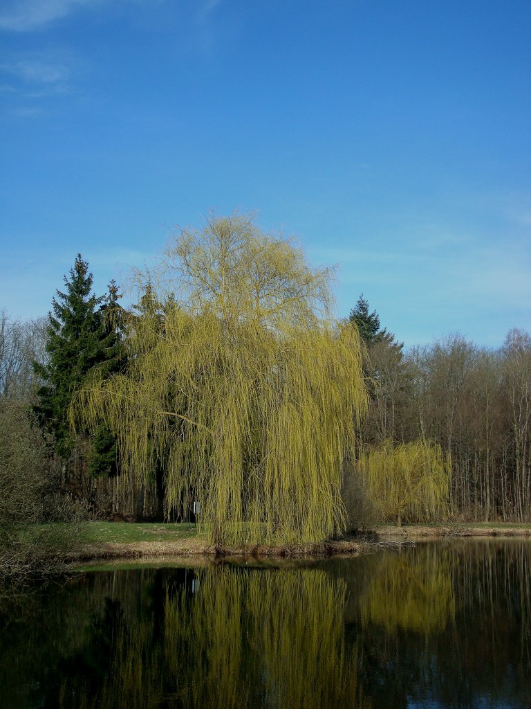 das allererste Grün des Frühjahres zeigt sich zuerst an der Trauerweide, in der Rheinebene am 15.März 2011 