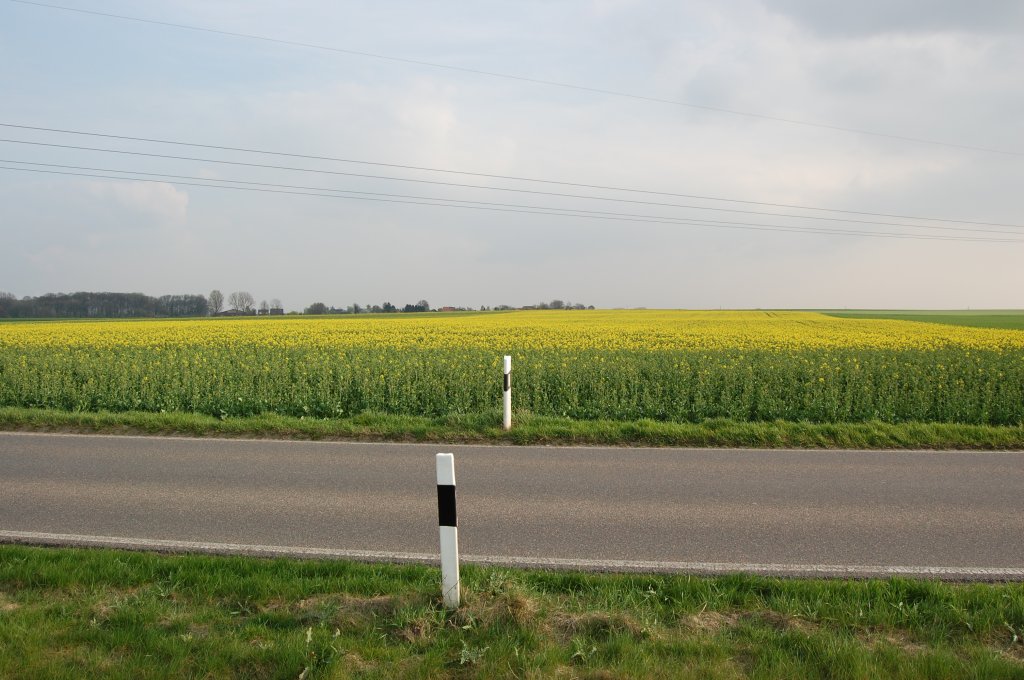 Das ist in diesem Jahr das erste blhende Rapsfeld das ich sah. Es liegt zwischen Drseln und Odenkirchen/Kamphausener Hhe. 19.4.2010