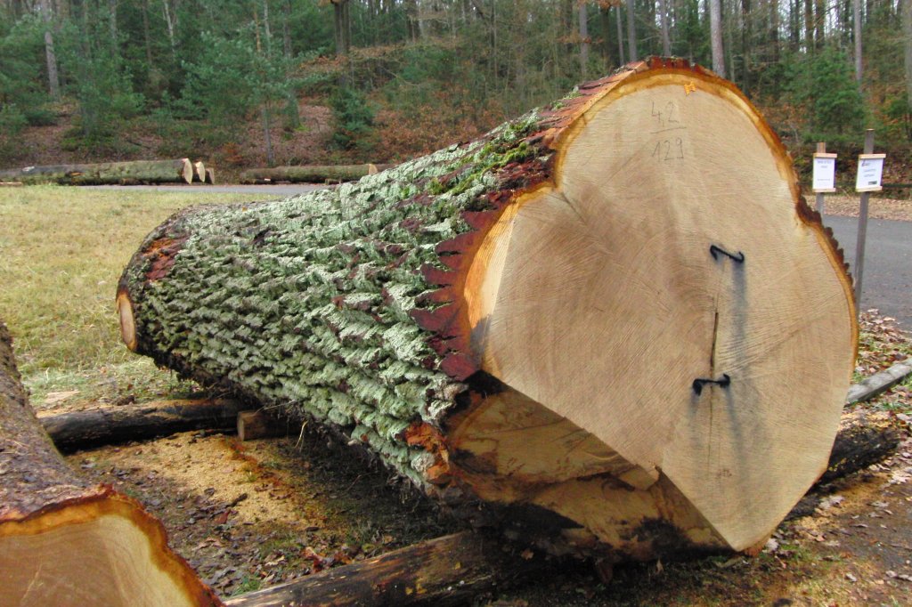 Das Ende einer 250 Jahre alten Eiche auf dem Wertholzlagerplatz in Ebern.Der Stamm ist 4,2m lang, hat einen mittleren Durchmesser von 129cm ohne Rinde und mit am Stammanfang ca.160cm im Durchmesser.Da der Stamm  astfrei und sauber gewachsen ist,wurde er als Furnierholz verkauft.