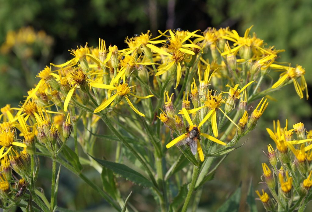 Das Harzgreiskraut, dessen Staude 1en Meter hoch werden kann, ist im Juli eine sehr verbreitete Blume auf den Hhen des Harzes; Aufnahme vom Vormittag des 17.07.2013 auf dem Brocken...